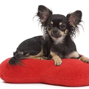 Dog - Long-haired Chihuahua in studio on red heart cushion