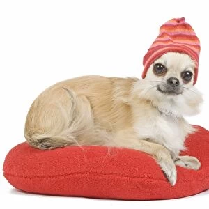 Dog - long-haired chihuahua wearing knitted hat on red cushion in studio