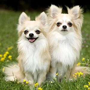 Dog - two long-haired chihuahuas outside