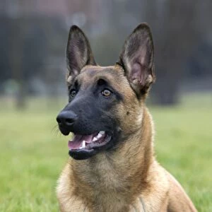 Dog - Malinios / Belgian Shepherd