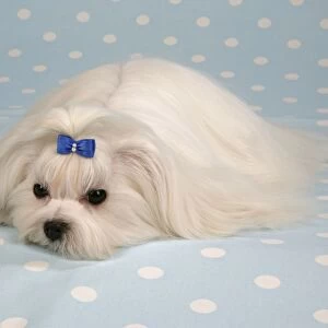 Dog - Maltese / Bichon Maltiase, sitting on blue and white spotted material, wearing hair ribbon Formerly called Maltese Terrier