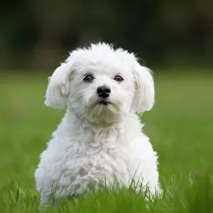 Dog - Maltese Dog - in garden