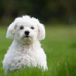 Dog - Maltese Dog - in garden