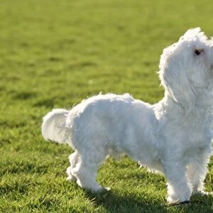 Dog - Maltese Terrier - Looking upwards