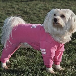 Dog - Malteze / Maltiase wearing jogging suit clothing in garden