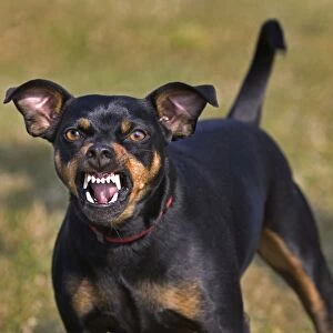 Dog - Manchester Terrier snarling