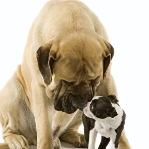 Dog - Mastif sniffing Boston Terrier in studio