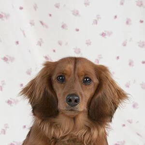 Dog - Miniature Long Haired Dachshund - lying down
