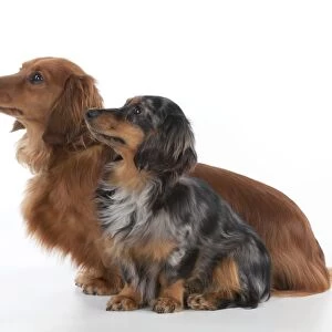 Dog - Miniature Long Haired Dachshunds - sitting down together