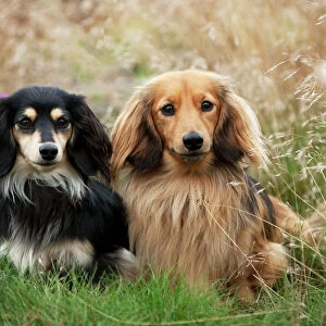 DOG - Miniature long haired dachshunds sitting together