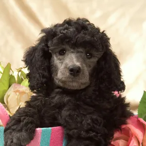 Dog - Miniature Poodle