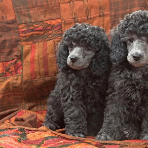 Dog - Miniature Poodles
