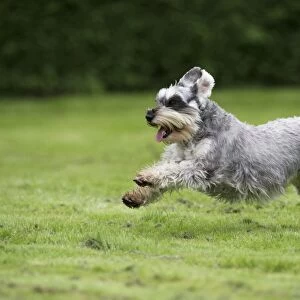 DOG - Miniature Schanuzer - running through garden