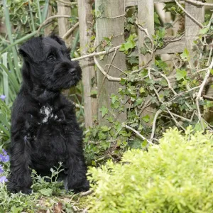 Dog - Miniature Schnauzer - 10 week old puppy - sitting in garden