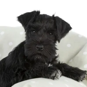 Dog - Miniature Schnauzer - 10 week old puppy - lying down on sofa