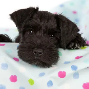 Dog - Miniature Schnauzer - 10 week old puppy - lying down on sofa