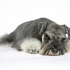 DOG. Miniature Schnauzer, laying down