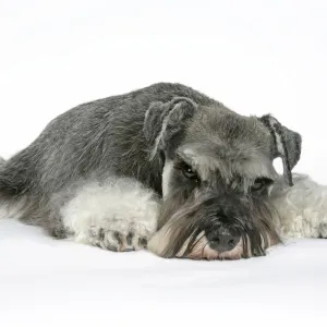 DOG. Miniature Schnauzer, laying down