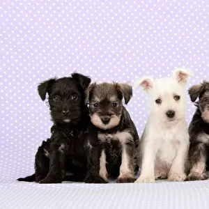 Dog. Miniature Schnauzer puppies (6 weeks old) Digital Manipulation: background colour