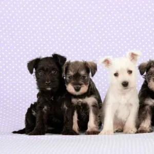 Dog. Miniature Schnauzer puppies (6 weeks old) Digital Manipulation: background colour