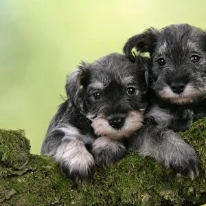Dog. Miniature Schnauzer puppies (6 weeks old) on a mossy log