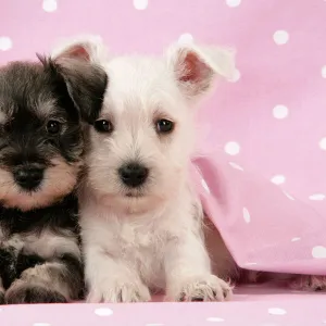 Dog. Miniature Schnauzer puppies (6 weeks old) on pink background Digital Manipulation: background colour