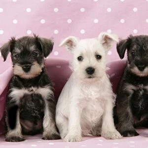Dog. Miniature Schnauzer puppies (6 weeks old) on pink background Digital Manipulation: background colour