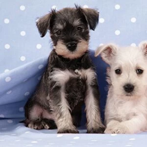 Dog. Miniature Schnauzer puppies (6 weeks old) on blue background Digital Manipulation: background colour