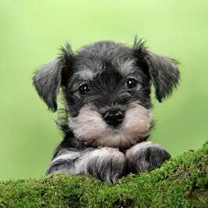 Dog. Miniature Schnauzer puppy (6 weeks old) on a mossy log