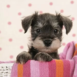 Dog. Miniature Schnauzer puppy (6 weeks old)
