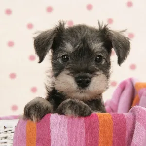 Dog. Miniature Schnauzer puppy (6 weeks old)