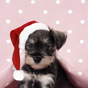 Dog. Miniature Schnauzer puppy (6 weeks old) on pink background Digital Manipulation: Hat (JD)