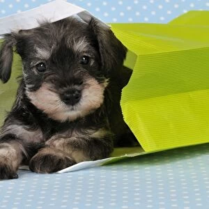 Dog. Miniature Schnauzer puppy (6 weeks old) in bag
