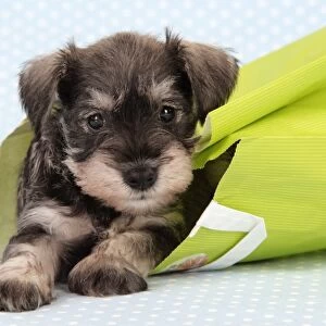 Dog. Miniature Schnauzer puppy (6 weeks old) in bag