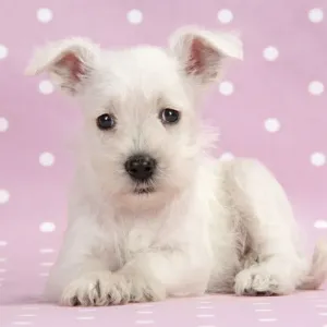 Dog. Miniature Schnauzer puppy (6 weeks old) on pink background Digital Manipulation: background colour