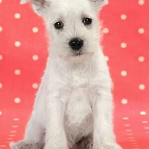 Dog. Miniature Schnauzer puppy on red background Digital Manipulation: background colour