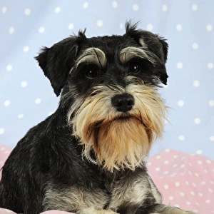 DOG. Miniature schnauzer sitting on pink blanket