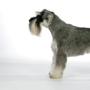 Dog - Miniature Schnauzer. Side view