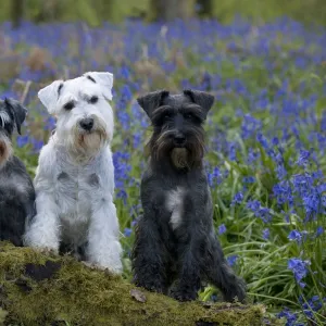 DOG - Miniature Schnauzers - in bluebells