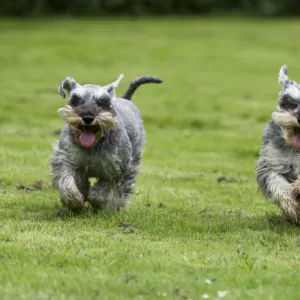 DOG - Miniature Schnauzers - running through garden