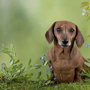 Dog - Miniature Short Haired Dachshund - in garden Digital Manipulation - more grass added