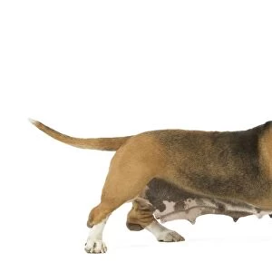 Dog - Norman Artesian basset hound in studio