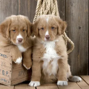 DOG - Nova scotia duck tolling retriever puppy sitting next to puppy sitting in box (8 weeks)