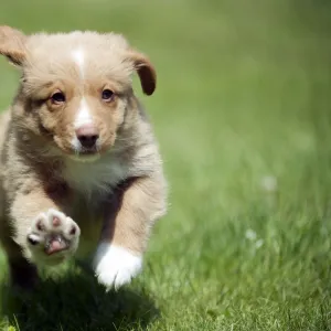 DOG - Nova scotia duck tolling retriever puppy in the garden (8 weeks)