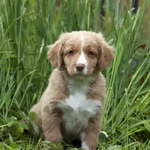 DOG - Nova scotia duck tolling retriever puppy in the garden (8 weeks) DOG - Nova scotia duck tolling retriever puppy in the garden (8 weeks)