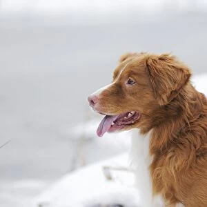 Dog - Nova Scotia Duck Tolling Retriever - in snow