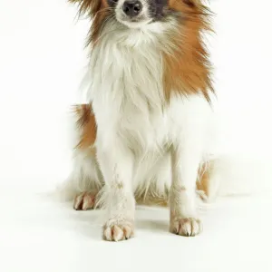 Dog - Papillon, sitting