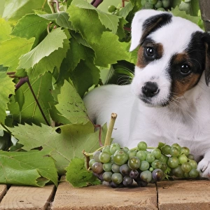 DOG. Parson jack russell terrier puppy next to barrel with grapes