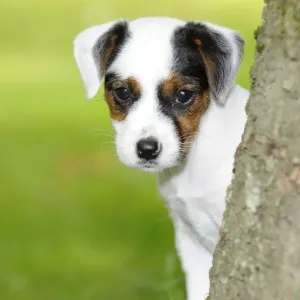 DOG. Parson jack russell terrier puppy looking out from behind tree DOG. Parson jack russell terrier puppy looking out from behind tree