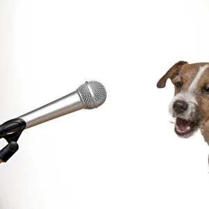 DOG - Parson jack russell terrier singing into microphone